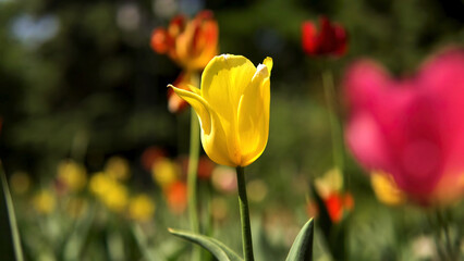 Close up of yellow tulip in a meadow in the city park. Stock footage. Colorful spring flowers on...