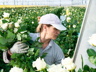 Woman working with roses she putting them on the shelf while working in greenhouse, Woman cutting roses at greenhouse. Woman day. 8 March