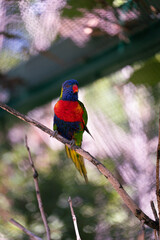 Lorikeet modeling
