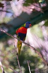 Lorikeet screaming