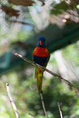 Lorikeet chilling