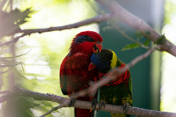 Lorikeets in love
