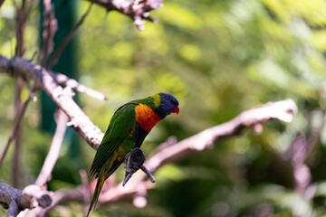 rainbow lorikeet parrot