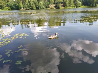 Young ducks in calm river water reflecting blue sky and clouds in forest in sunny summer day