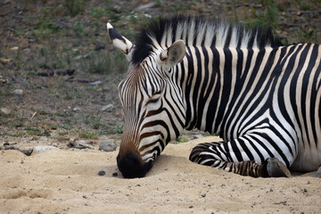 Fototapeta na wymiar Hartmann's mountain zebra Close-Up With Closed Eyes Sleeping On Soft Sand. Endangered Species. 