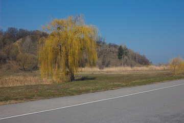 Weeping willow by the side of the road. Willow against the blue sky.