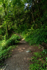 Footpath going up in a forest in Japan.