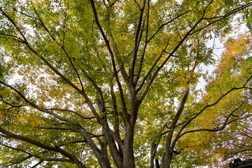 Leaves of big Maple tree are become yellow in countryside of Japan.