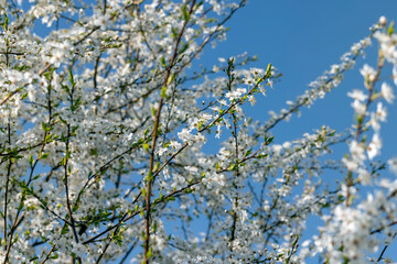 blooming in the springtime of the year fruit trees in the garden