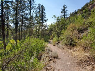 path in the forest