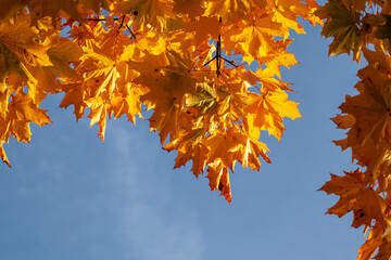 yellowed maple foliage on trees in the autumn season