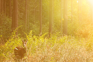 Deer In The Woods at Sunrise