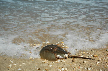 Horseshoe crab on shoreline of bay