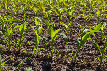agricultural field with corn in soil and mud