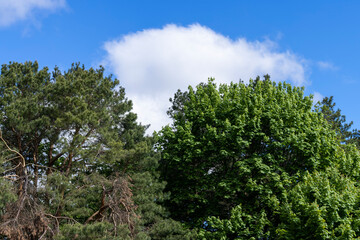 Obraz premium deciduous trees in the spring season with green foliage