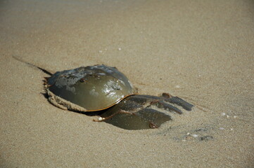 Horseshoe crabs on beach