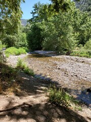 stream in the forest