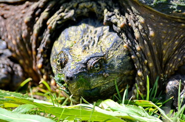 Snapping turtle along a trail, Ontario, Canada