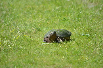 Snapping turtle along a trail, Ontario, Canada