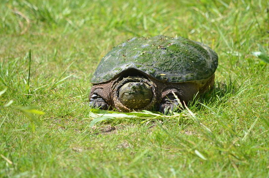 Snapping Turtle Along A Trail, Ontario, Canada