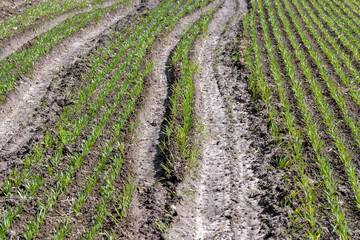 bad country road for cars through a field with wheat