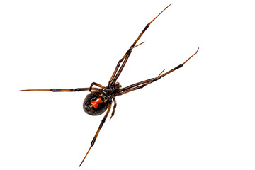 Black Widow Spider - Latrodectus mactans