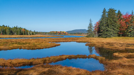 Marsh scene in autumn