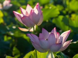 朝日の中のハスの花