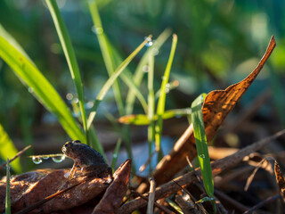 遠くを見つめる小さなカエル
