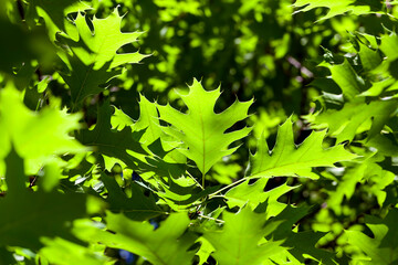 Fototapeta na wymiar few green oak leaves in sunlight