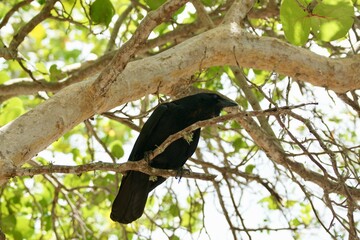 Florida Fisher Crow