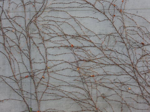 dry vine on wall