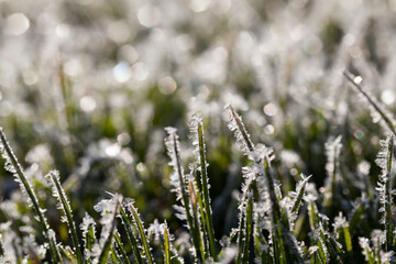 grass covered with white cold frost in the winter season