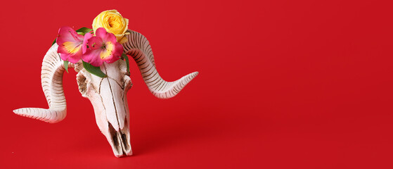 Skull of sheep with flowers on red background with space for text