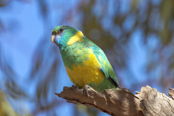 Cloncurry Ringneck Parrot in Queensland Australia