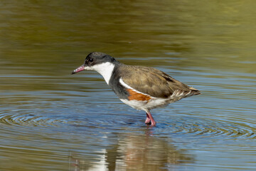 Red-kneed Dotterel in Queensland Australia