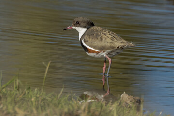 Red-kneed Dotterel in Queensland Australia