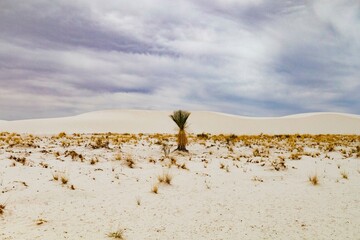 white sands plant in dunefield