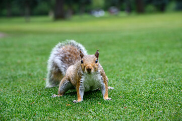 Very curious squirrel up close and personal, as a nature background
