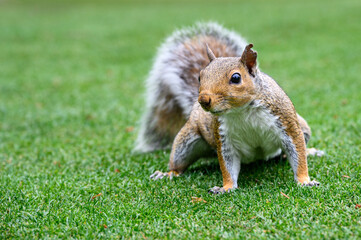 Very curious squirrel up close and personal, as a nature background
