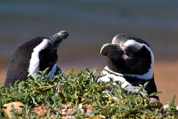 Pareja de pingüinos de Magallanes descansando al sol.