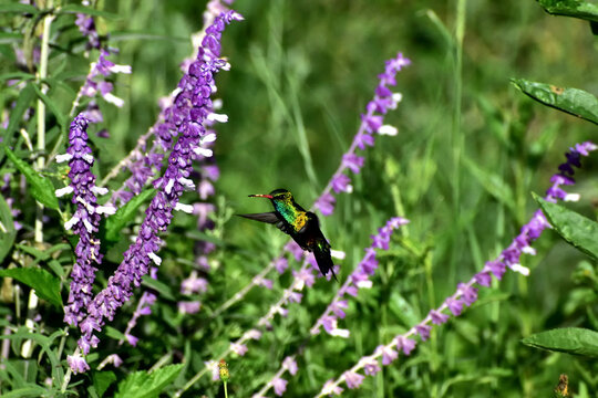 Colibr&iacute; verde y amarillo con salvia ornamental. 