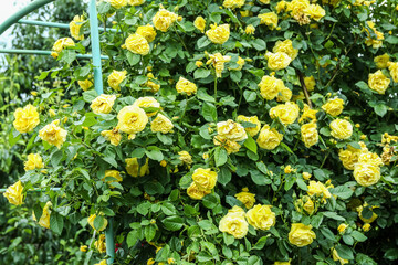 Lush bush with blooming roses in garden