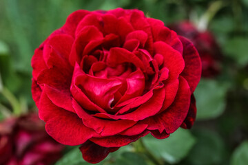 Blooming red rose bud in garden, closeup