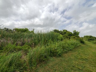 grass and sky