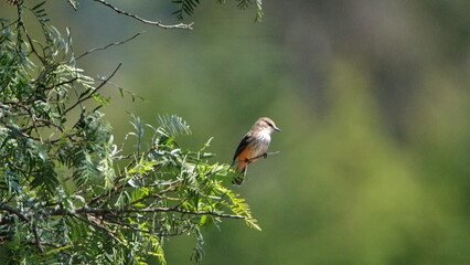 Female vermilion flycatcher (Pyrocephalus rubinus) perched in a tree in Cotacachi, Ecuador
