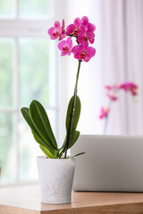 Fototapeta na wymiar Beautiful orchid flower and laptop on table in light room