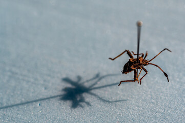 Pinned macro of a squash bug nymph in an insect entomology collection