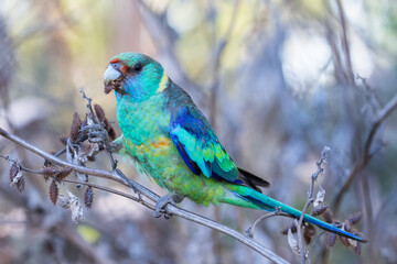 Australian Ringneck Parrot feeding on Bathurst Burr