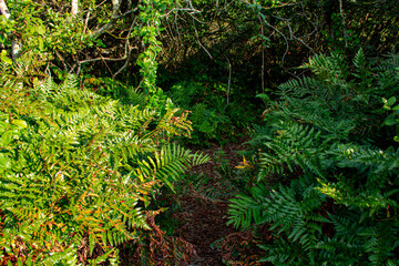 Fototapeta premium fern in the forest